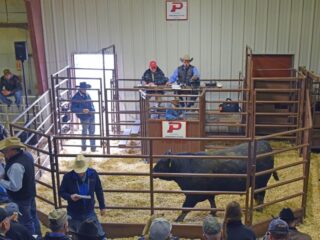Panhandle State Bull Sale — Photo by Danae Moore