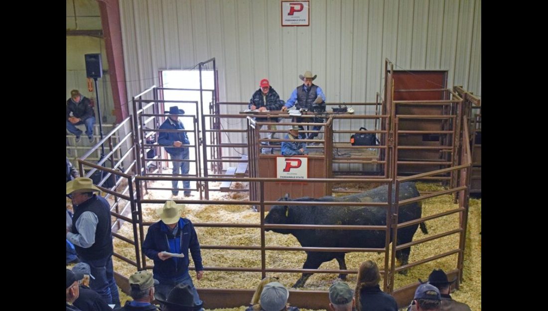 Panhandle State Bull Sale — Photo by Danae Moore