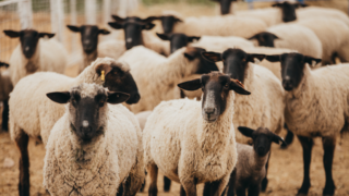 OPSU Farm Sheep Herd