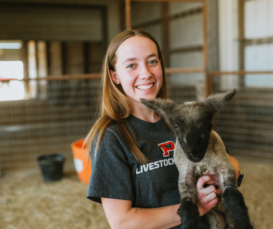Ag Student holding sheep