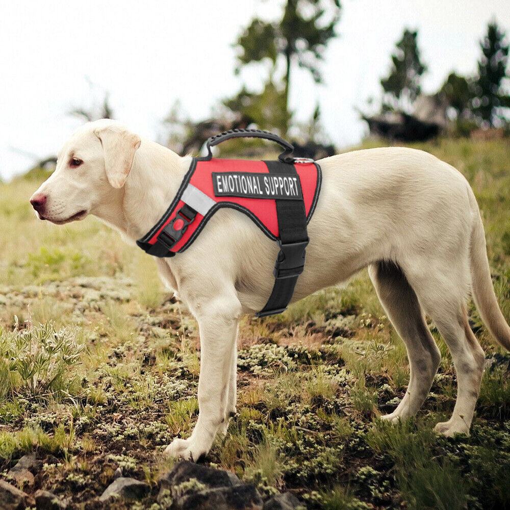 Yellow Labrador Retriever wearing a red vest that says "Emotional Support"
